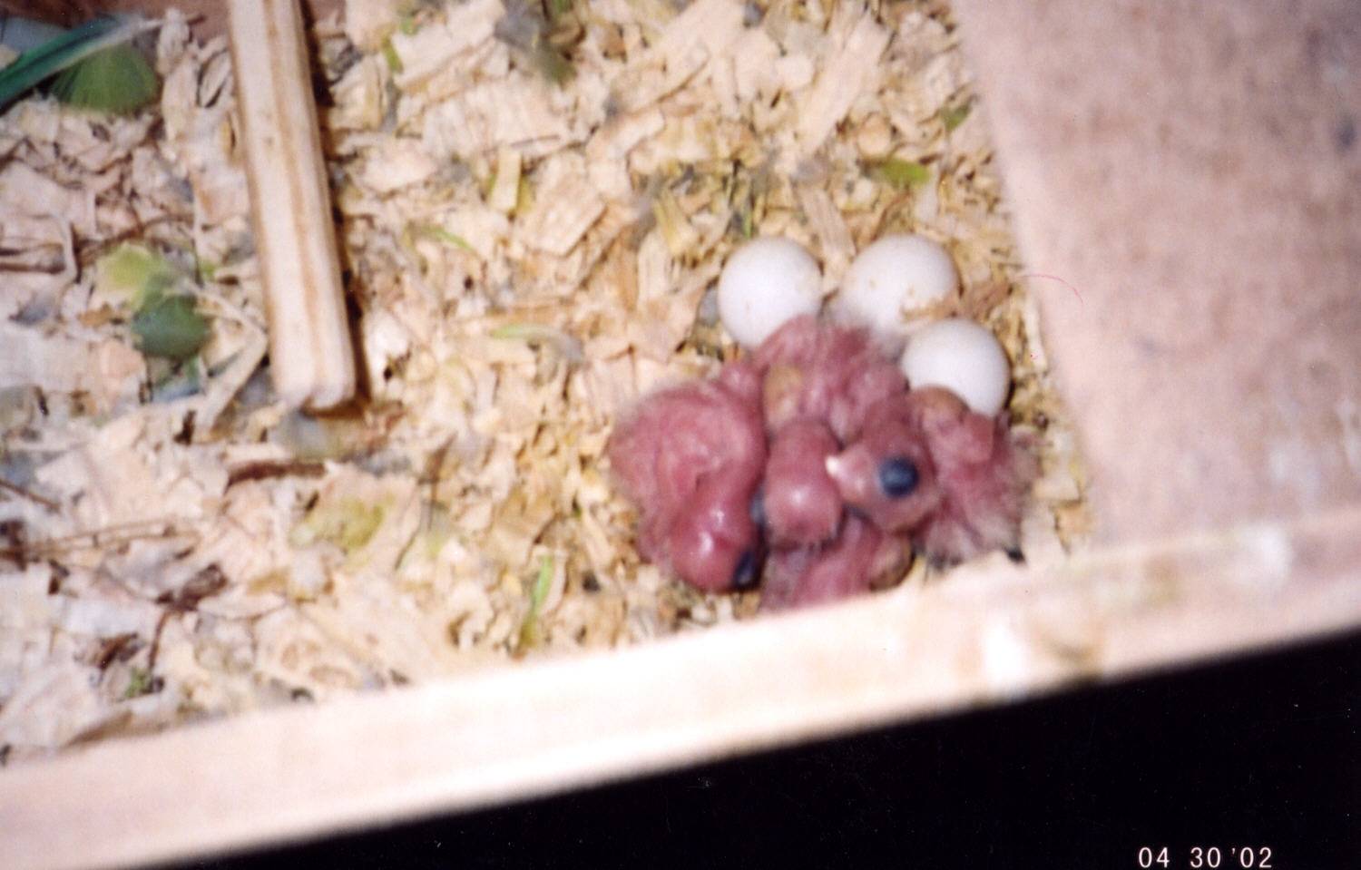 baby kakariki