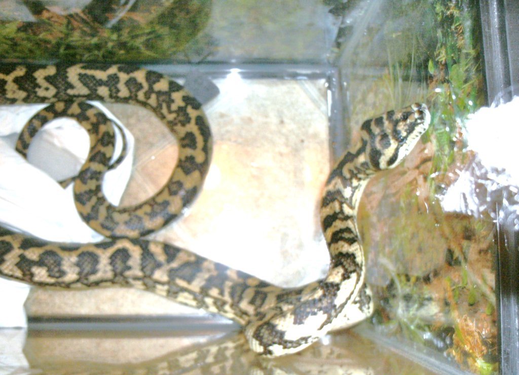 Jungle Jaguar Carpet Python. Jungle Jaguar Carpet Python.