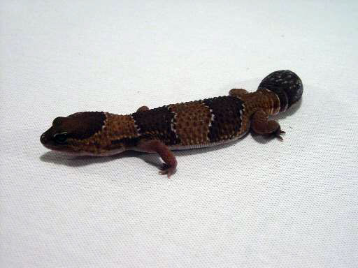 Leopard geckos | Facebook